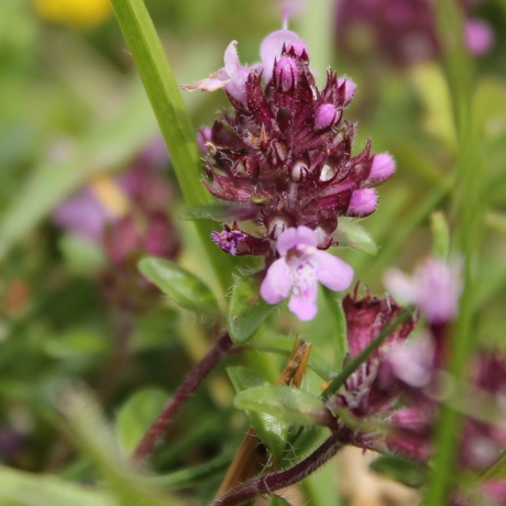 Franse bloem in juni