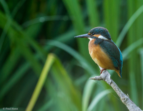 IJsvogel