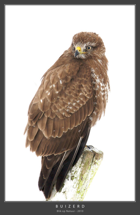 Buizerd