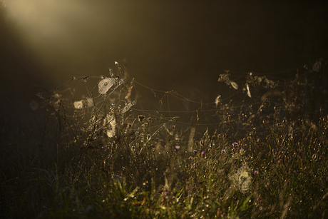 Een web van licht