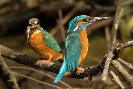 IJsvogel paartje 