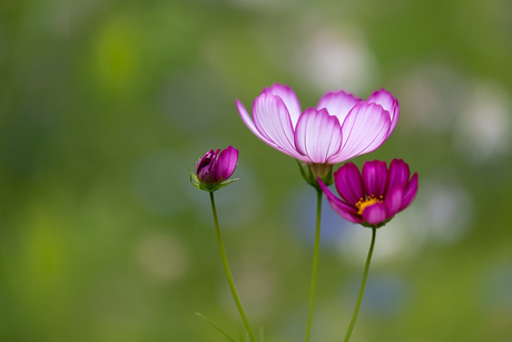 Fleurig