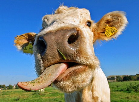 Het hangt me de keel uit.