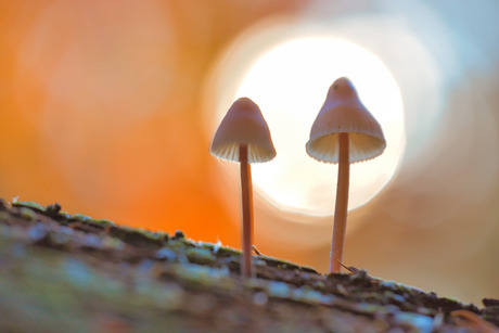 Paddenstoeltjes in het zonnetje gezet