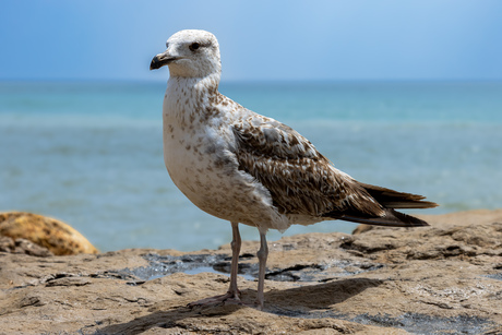 Fotogenieke zeemeeuw