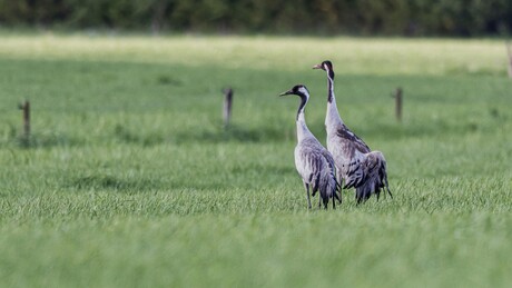 Kraanvogels