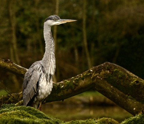Reiger