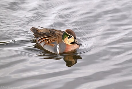 Baikal Teal
