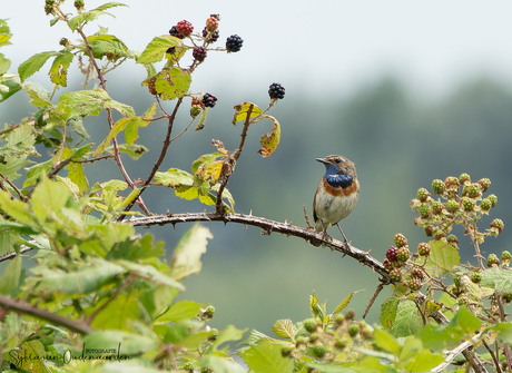 Blauwborst