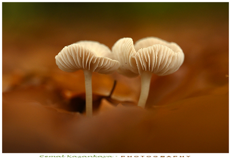 Paddenstoelen/Zwammen