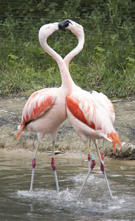 Flamingo