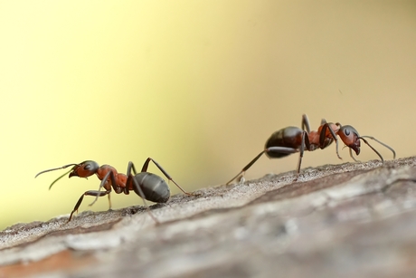 Rode mieren