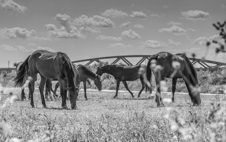 horses