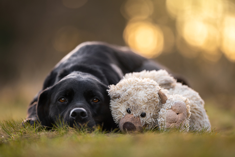 Nala en haar Teddybeer