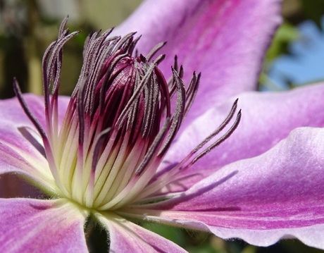  Clematis