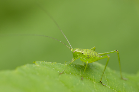 Groene sprinkhaan