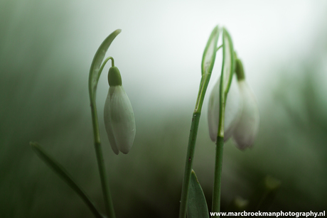 Sneeuwklokjes 