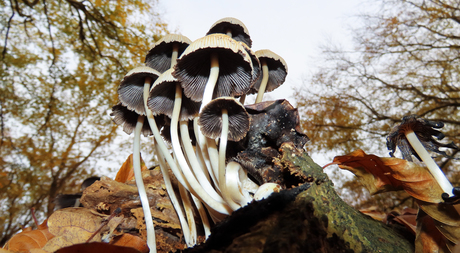 glimmerinktzwammetjes