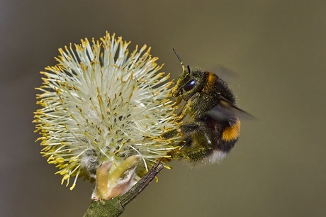 Flight of the Bumblebee