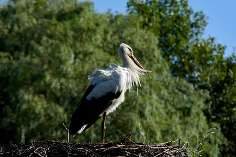 Ooievaar op zijn nest