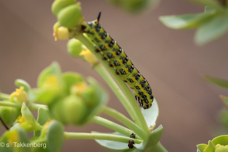 Wolfsmelkpijlstaart rups