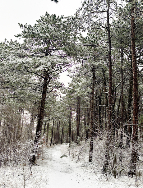 Winter in het bos van Vlieland