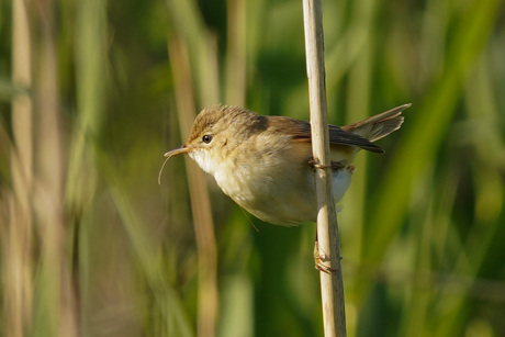 Kleine karekiet 🥰