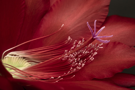 Disocactus ackermannii 