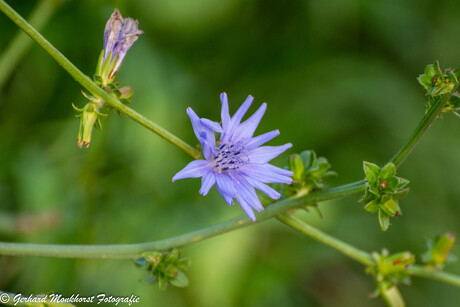 20250923 Wilde Cichorei (Chicory, Cichorium intybus) bij Scharendijke