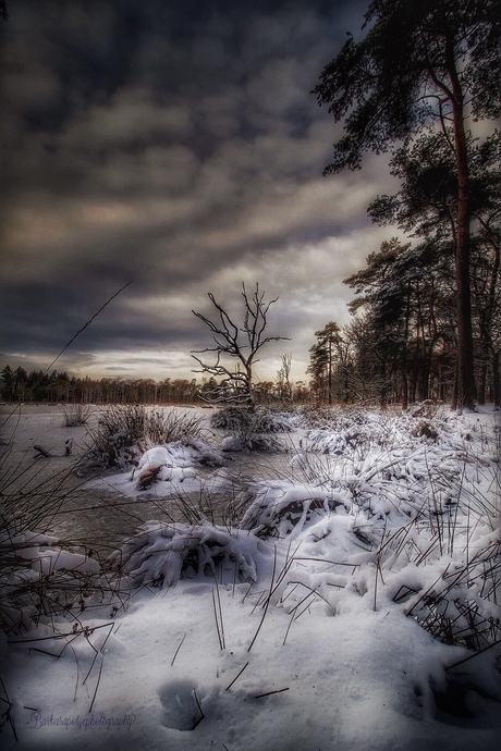 Winterlandschap