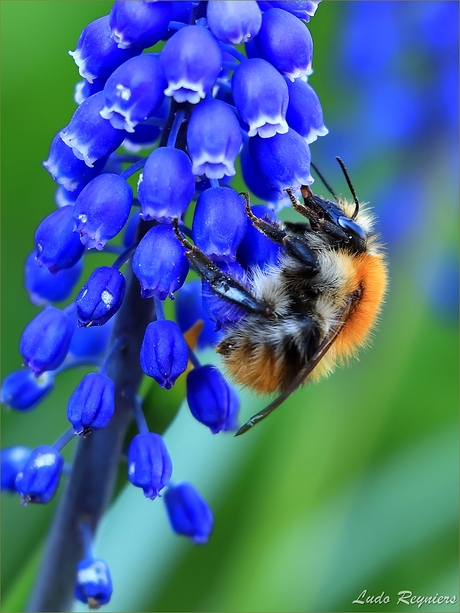 Akkerhommel