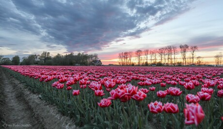 Tulpenvelden bij zonsondergang