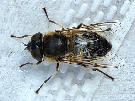 Onvoorspelbare bijvlieg