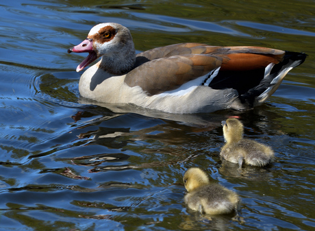 Goed luisteren, kleintjes!