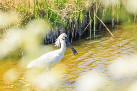 Lepelaar op Texel