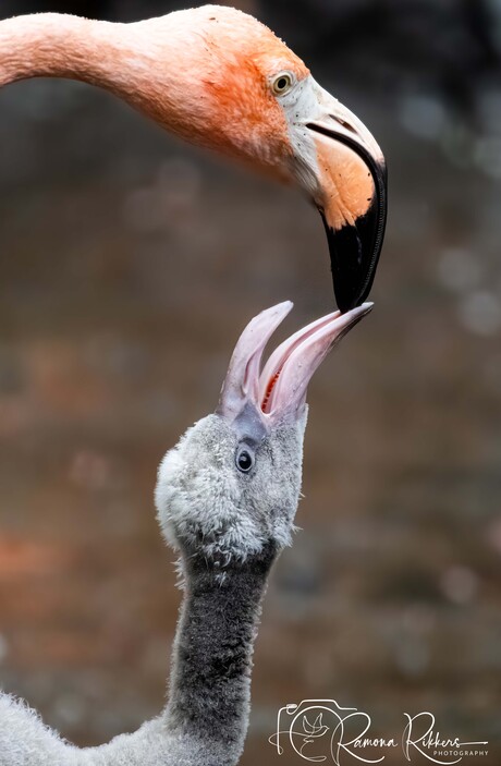 Flamingo 