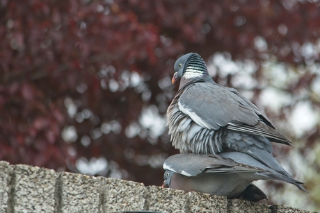 Lentevogels