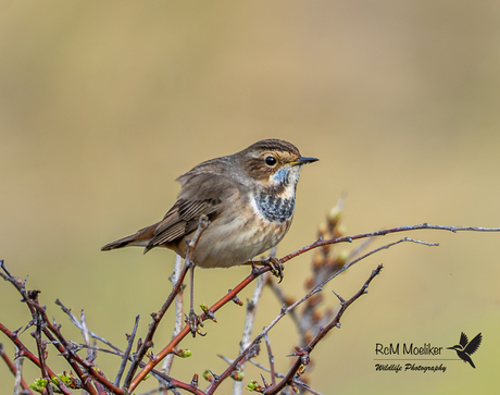 De blauwborst.