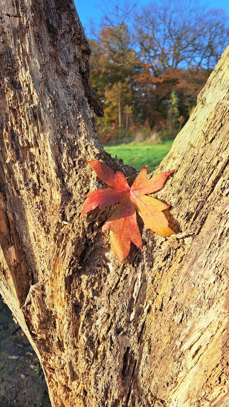 Herfstblad