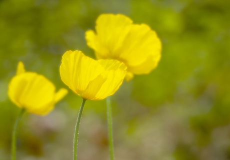 Schijnpapaver