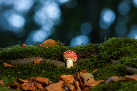 Herfst in aantocht