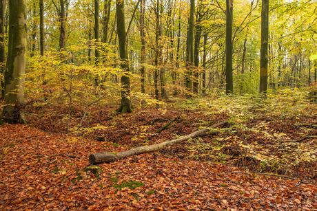 Herfstkleuren in het Waterloopbos