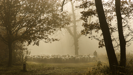 schapen in de mist.jpg