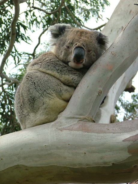 Koala leven