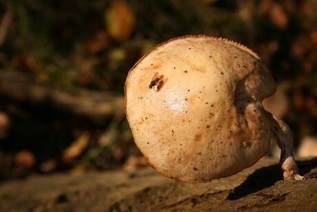 zoveelste paddenstoel...