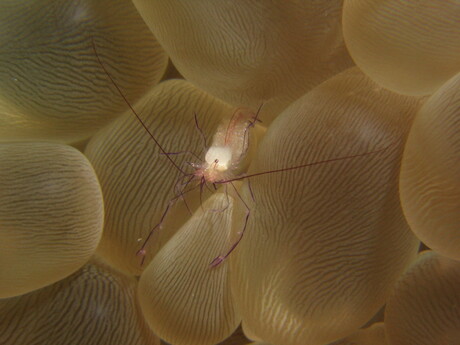 Blaasjes koraal garnaal