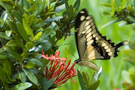 Giant swallowtail vlinder