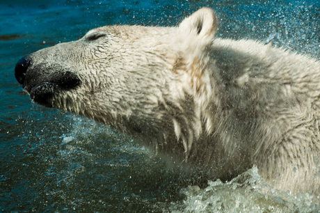 ijsbeer in spattend water