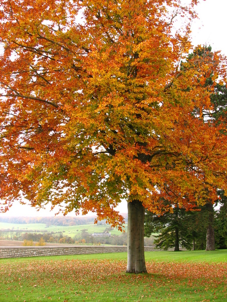 herfst tapijt...