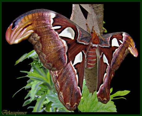 amazing butterfly